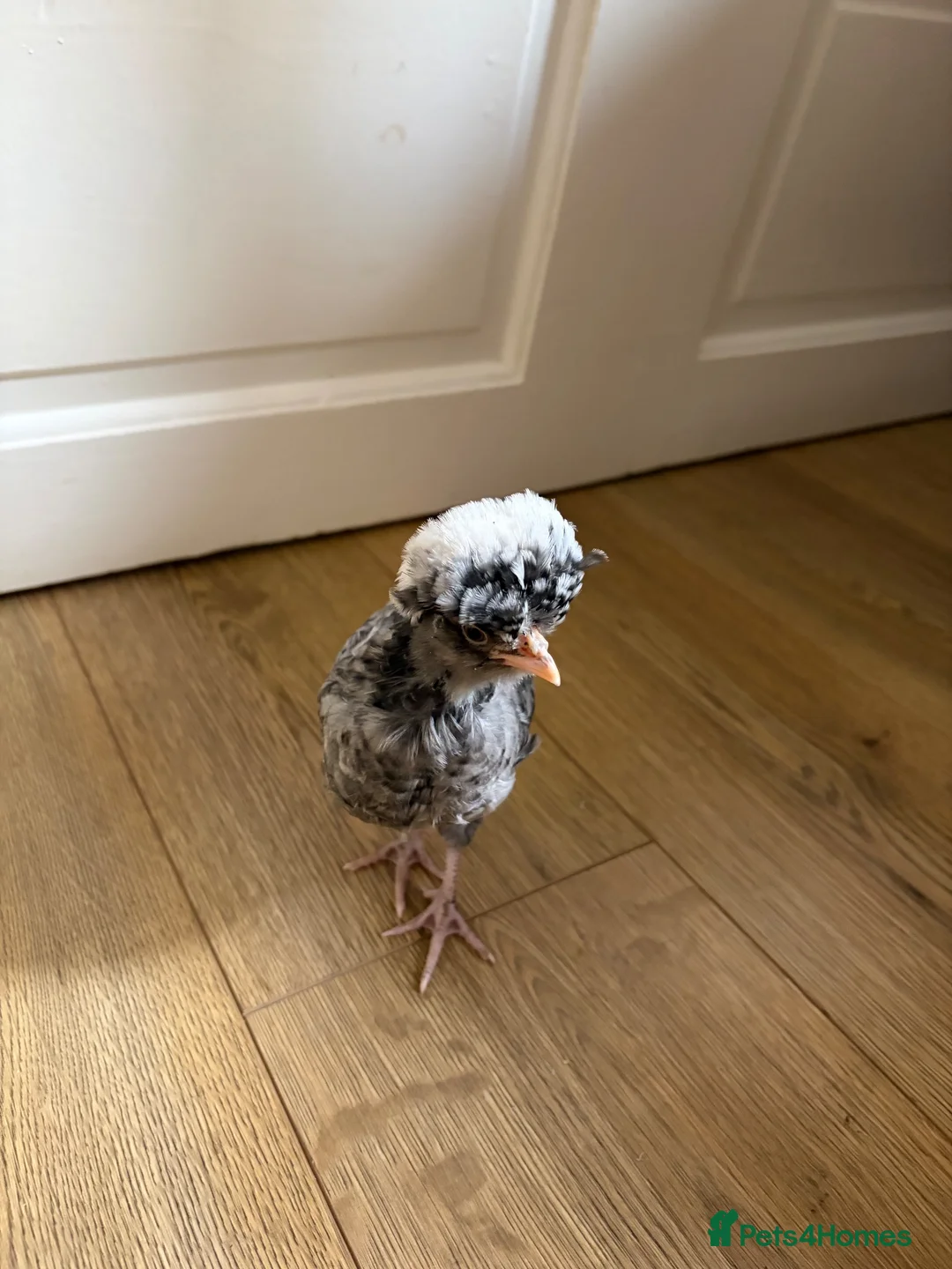 Chickens poultry for sale: Baby chicks in Manchester - Advert 17