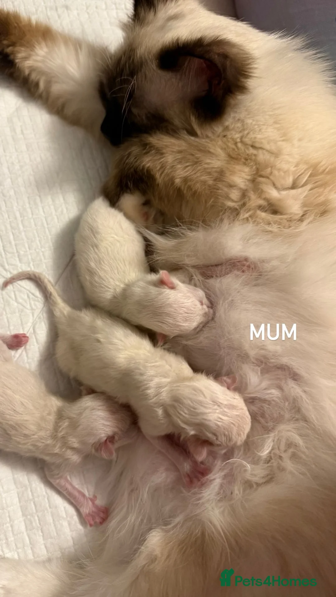 Ragdoll cats for sale: 💙 Beautiful Ragdoll Male Kittens 💙 - Advert 6