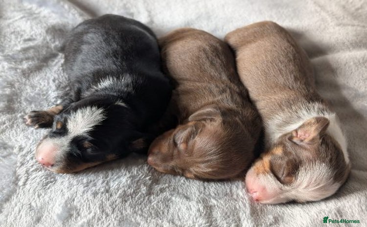Miniature Dachshund dogs for sale - Advert 1