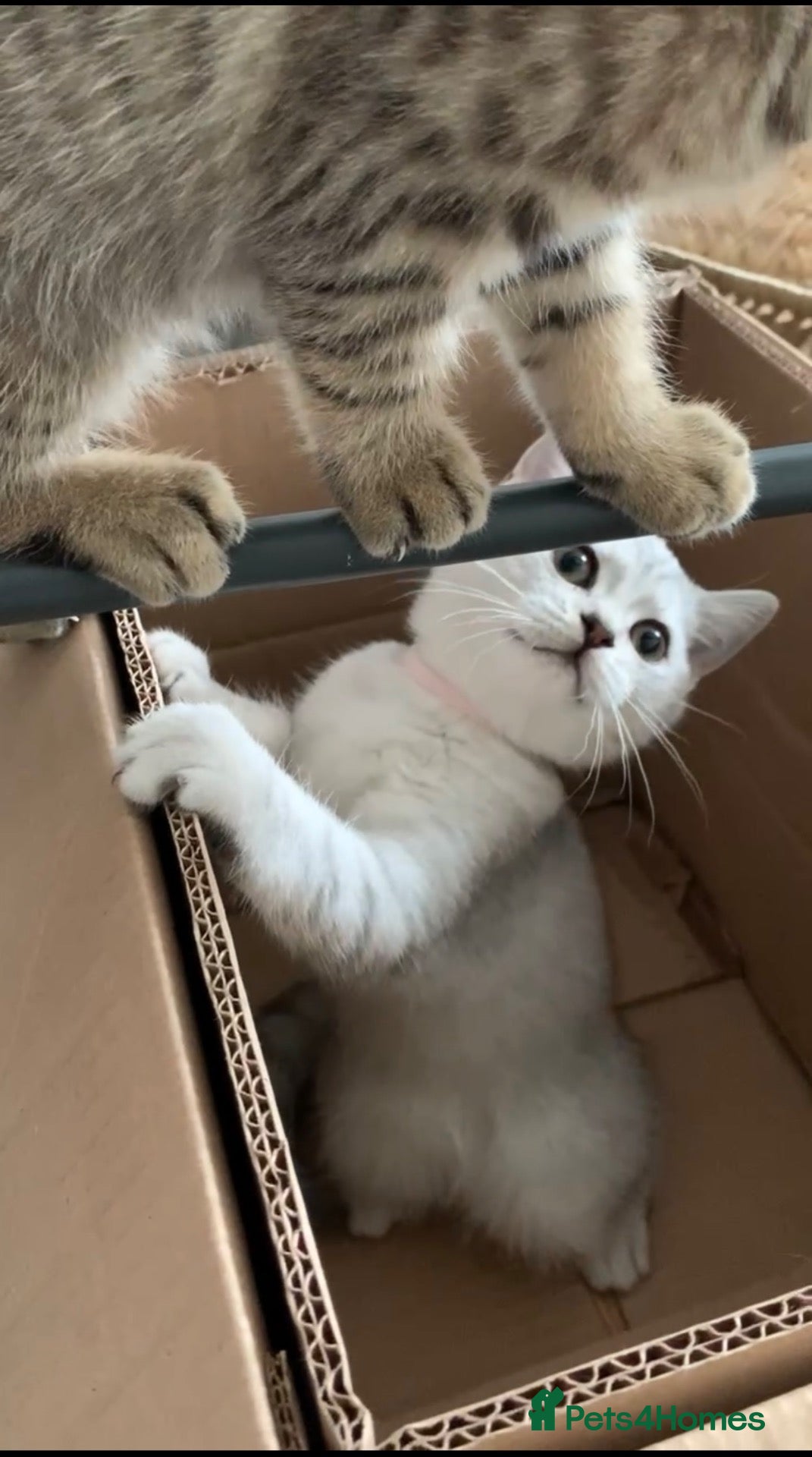 British Shorthair cats for sale: Beautiful British Shorthair Babies 🤍 - Advert 1