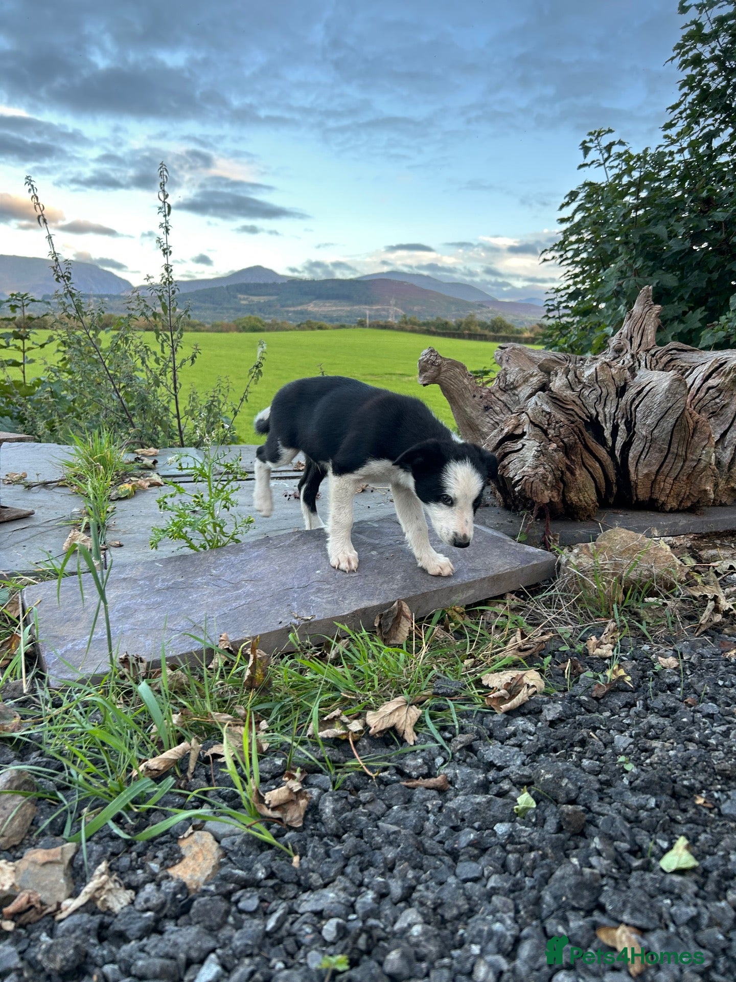 Border Collie dogs 1 cute border collie pup left, Ready to go now!  - Advert 18