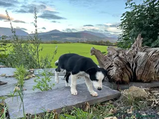 Border Collie dogs 1 cute border collie pup left, Ready to go now! - Advert 18
