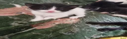 British Shorthair cats for sale: Pure tuxedo kittens in Southsea - Advert 4