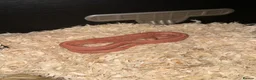 Corn Snake reptiles for sale: Corn snake  - Advert 2