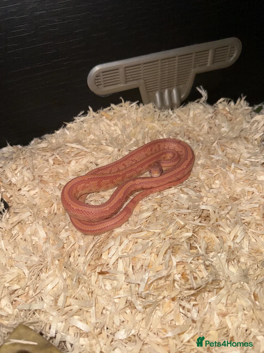 Corn Snake reptiles for sale: Corn snake  - Advert 2