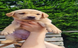Labrador Retriever dogs for sale: Labrador puppies  - Image 9