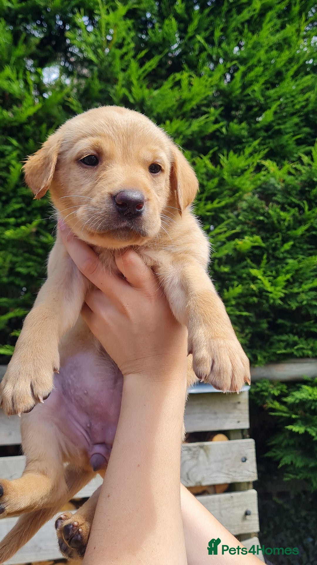 Labrador Retriever dogs for sale: Labrador puppies  - Image 9