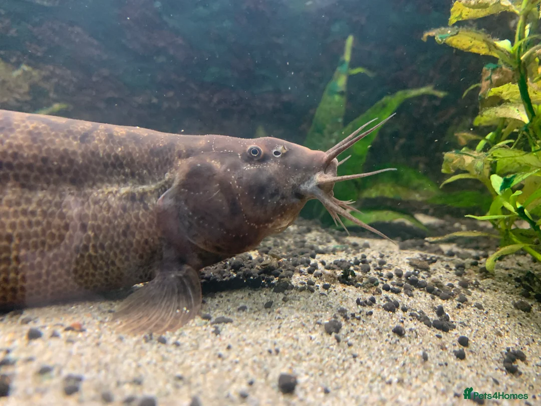 Loaches fish for sale: Weather Loaches - Advert 3