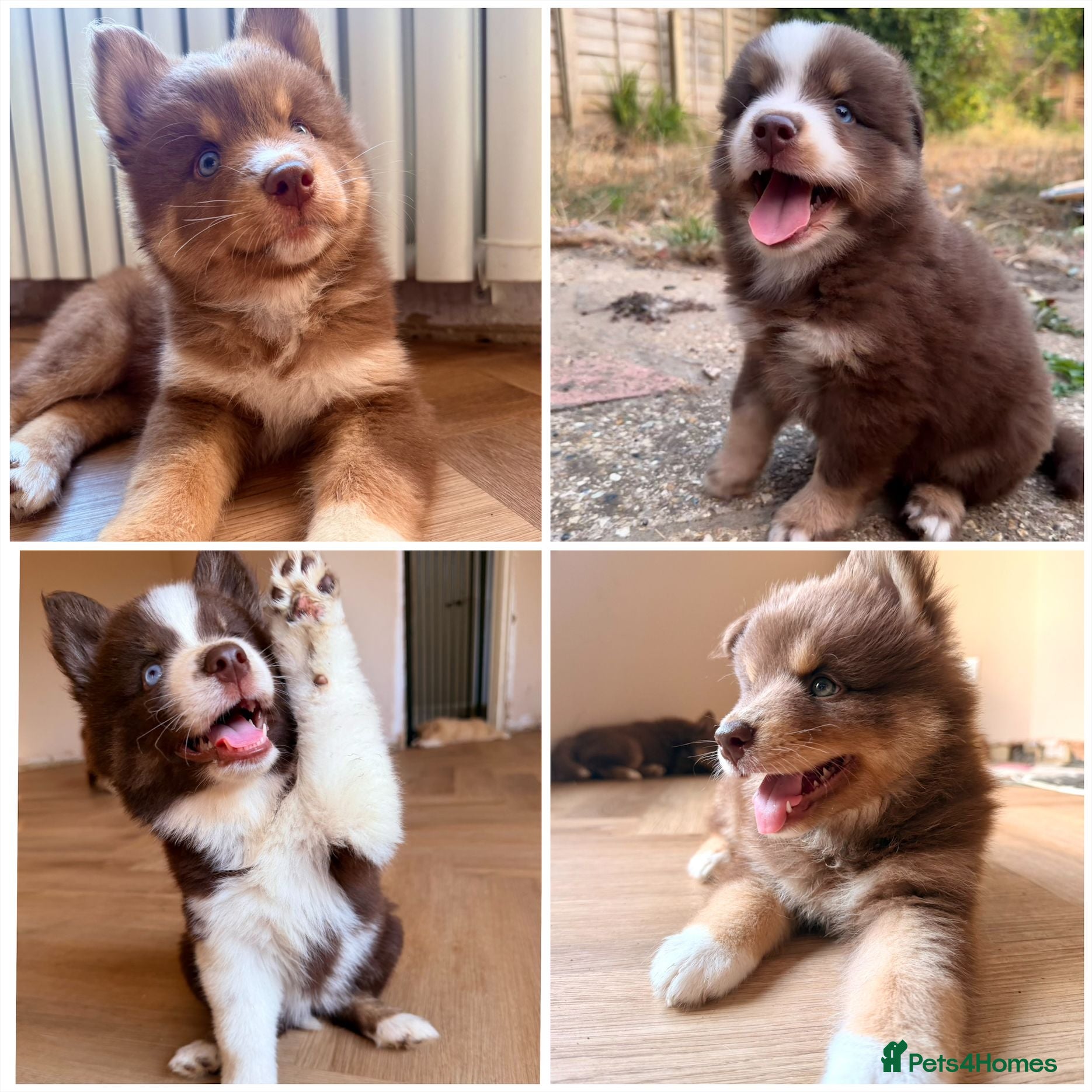Pomsky dogs *Ready Monday* 🇺🇸 Lines Rare Chocolate F3s  - Advert 3