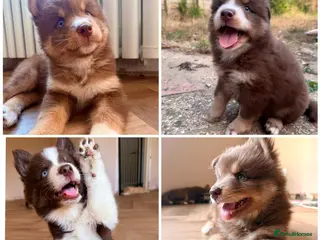 Pomsky dogs *Ready Monday* 🇺🇸 Lines Rare Chocolate F3s - Advert 3