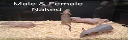Rat rodents for sale: Baby Dumbo Rat's available, Males & Females  - Advert 26