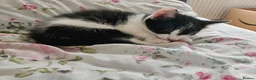 Mixed Breed cats for sale: Two adorable kittens. - Advert 5