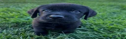 Labrador Retriever dogs for sale: Stunning Labrador puppies  - Advert 3