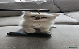Ragdoll cats for sale: Lilac and blue tica ans Gccf registered ragdolls. - Image 34