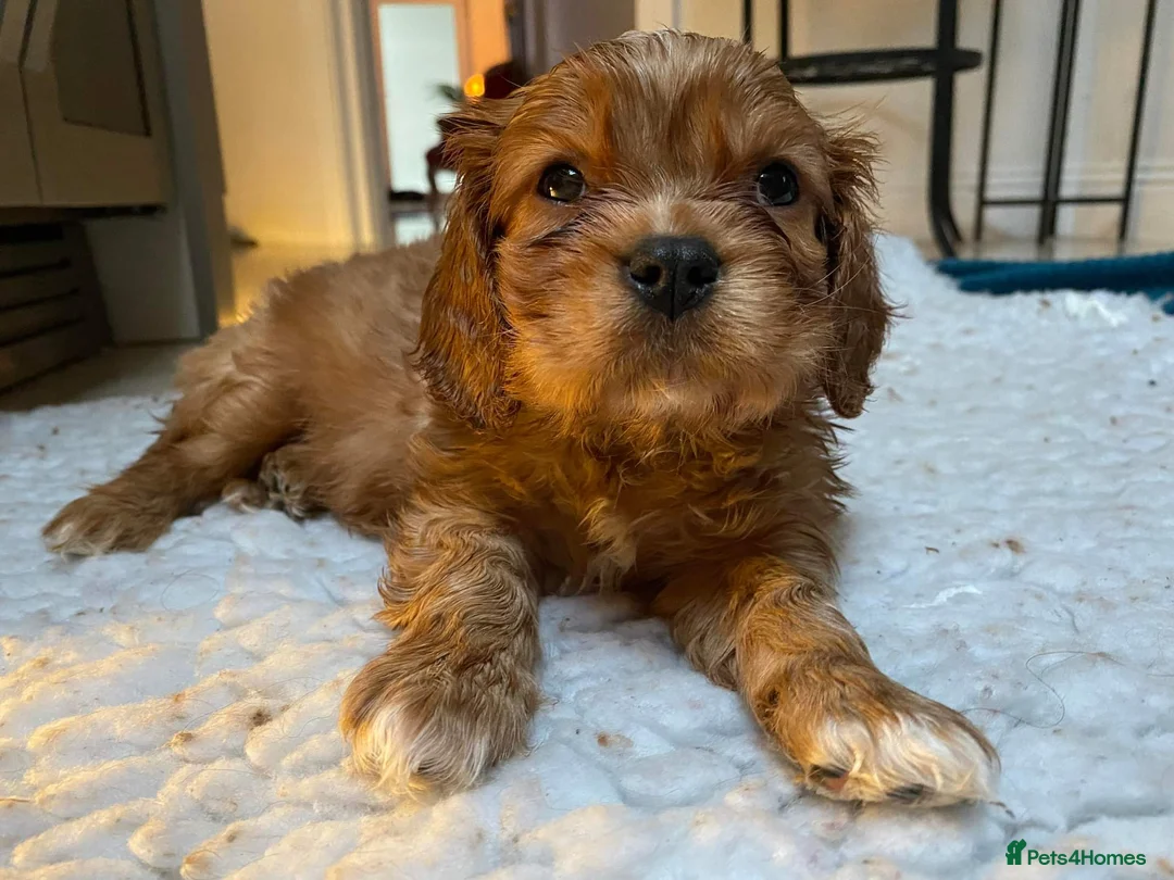 Cavalier King Charles Spaniel dogs for stud: For Stud- Exceptional Champ Pedigree Health Tested in New Milton - Advert 7