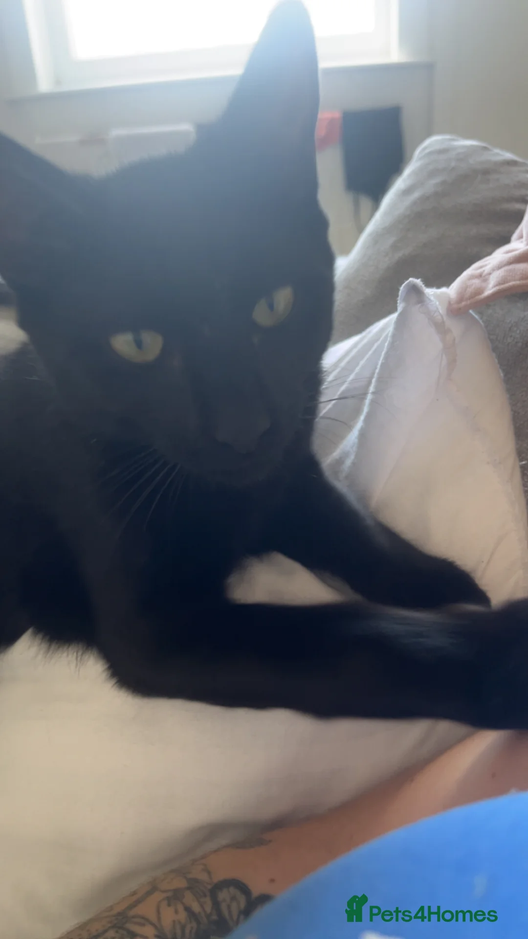 Mixed Breed cats for sale: Theodore (Theo) - Advert 2