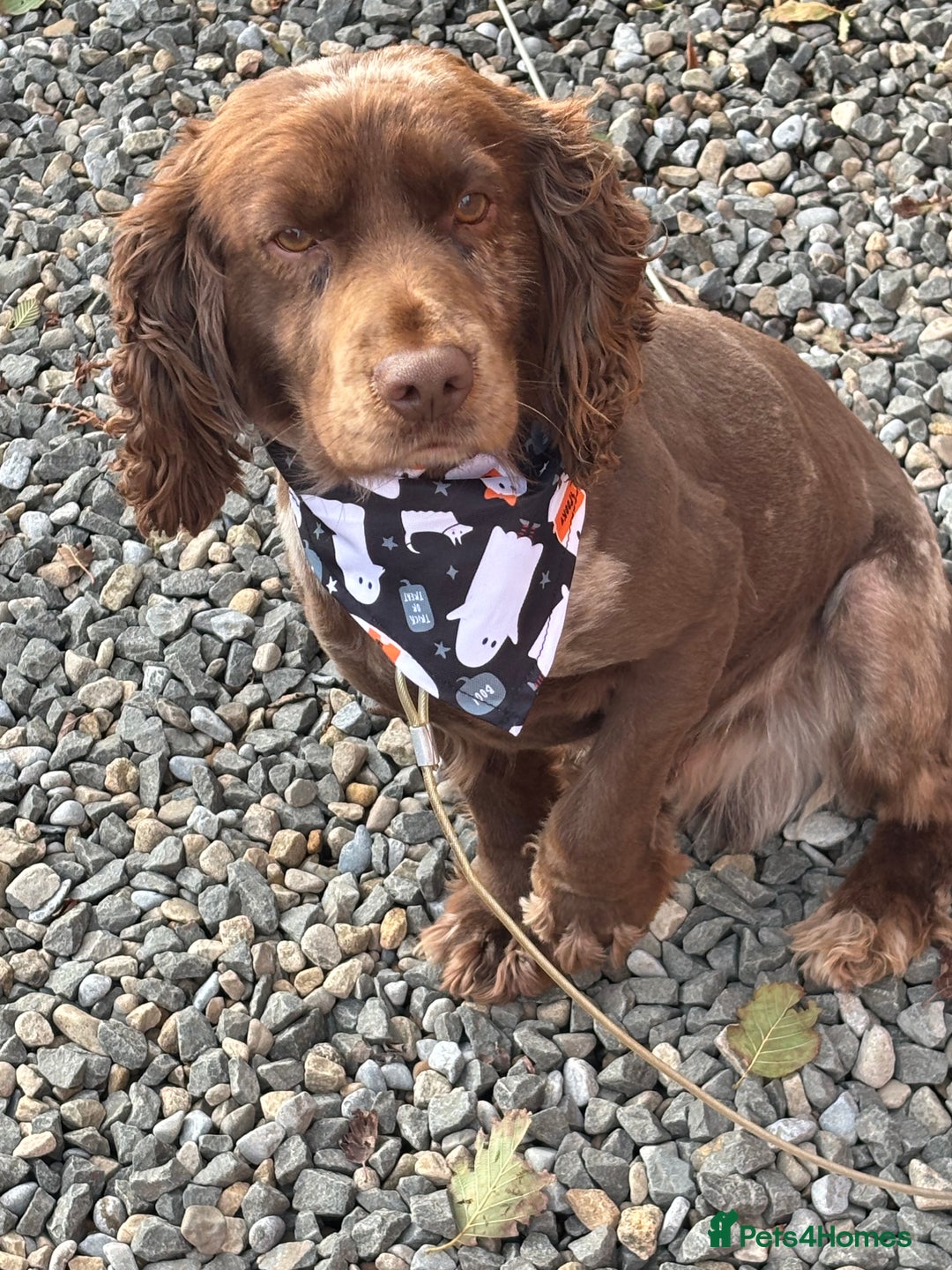 Cocker Spaniel dogs for stud: Merle cocker spaniel for stud in Seaham - Image 6