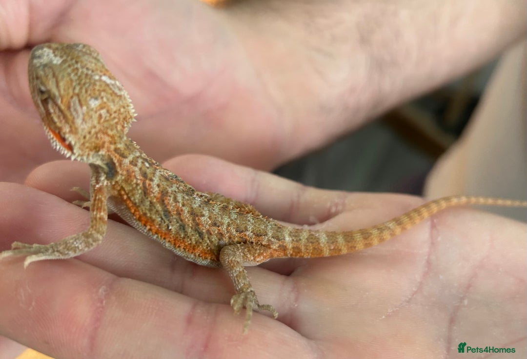 Bearded Dragon reptiles for sale: 15 Baby dearded dragons - Image 24