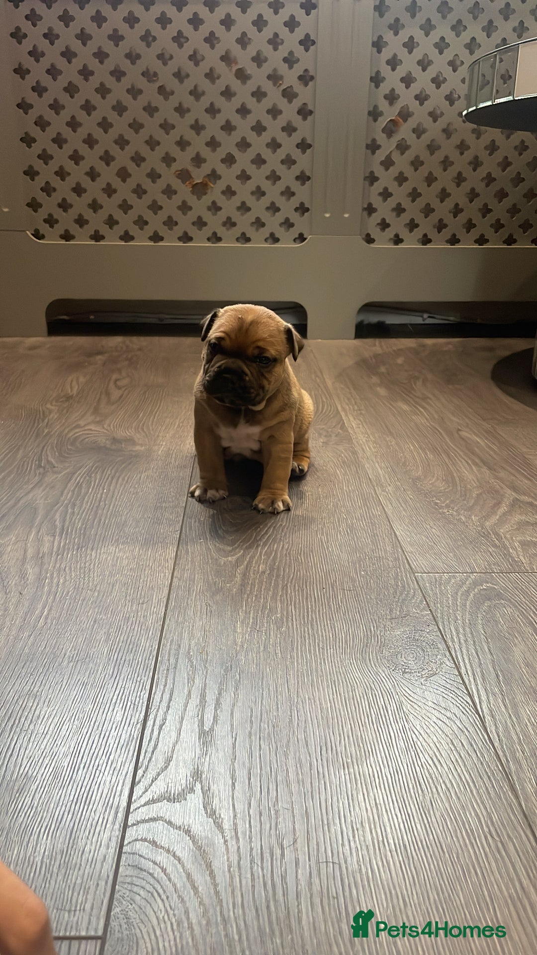 Staffordshire Bull Terrier dogs for sale: Beautiful chunky red staffys  - Advert 11