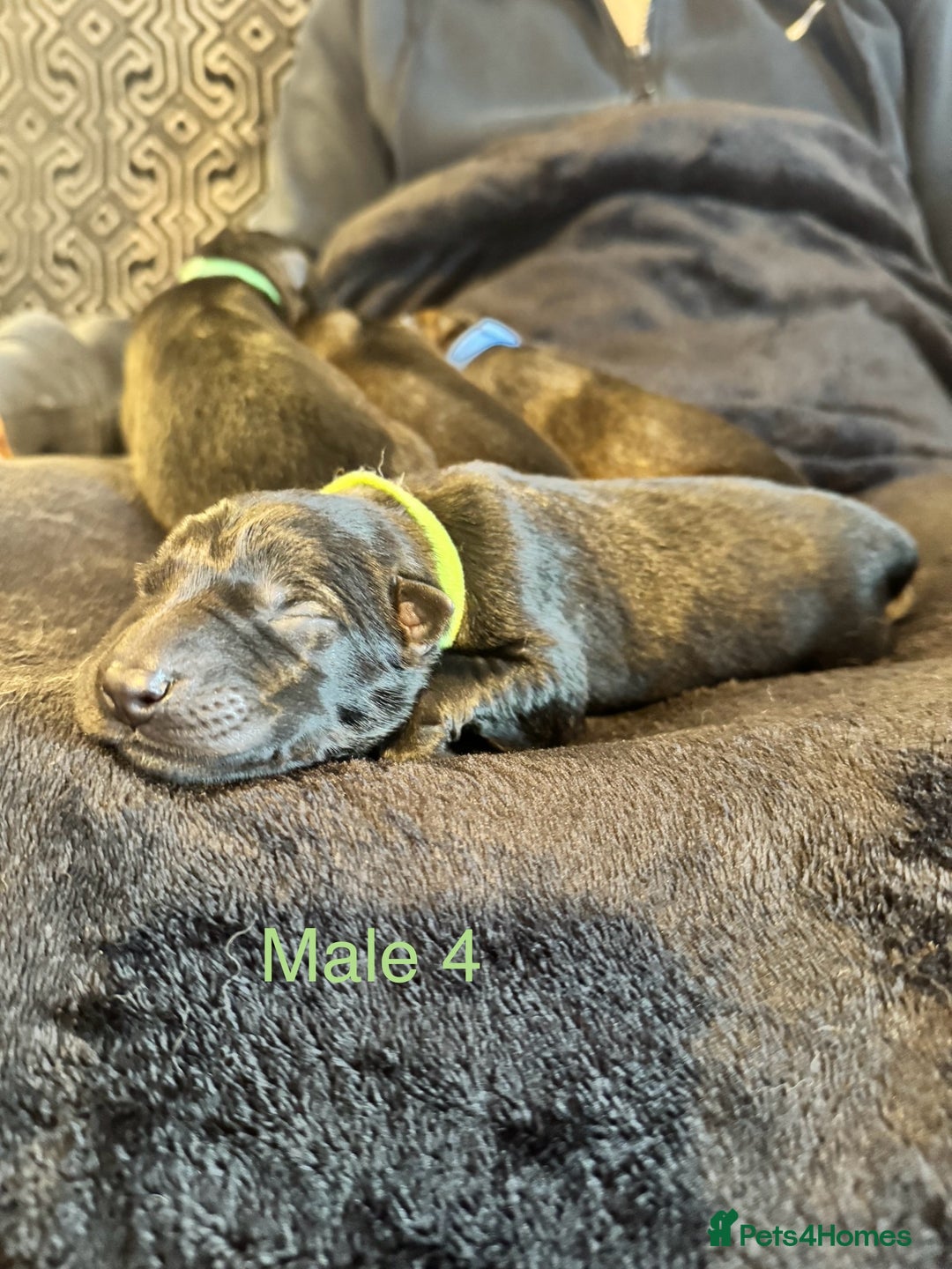 German Shepherd dogs for sale: 🧬Working Line German Shepherds, Full HealthTested - Advert 25