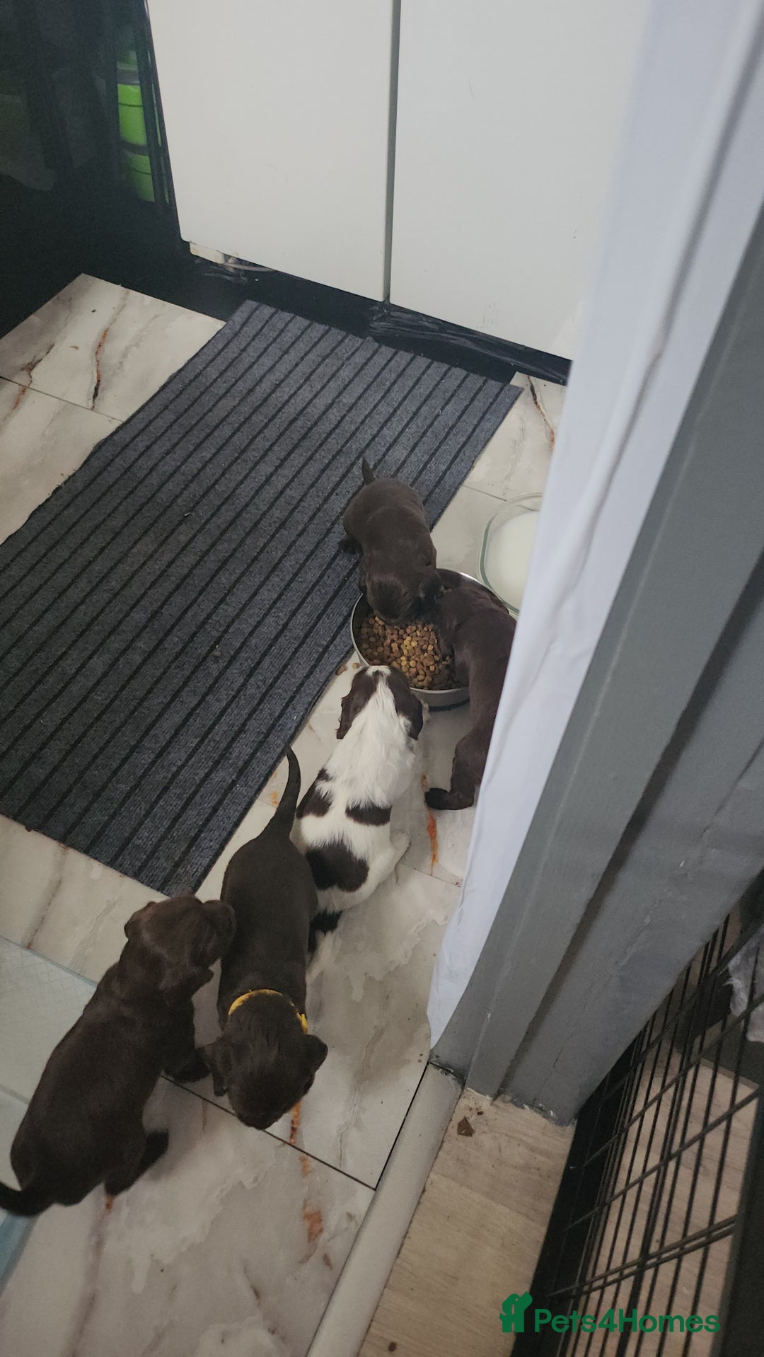 Cocker Spaniel dogs for sale: 7 pups 4 girls 3 boys  - Image 27