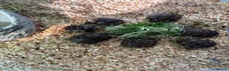 Tortoise reptiles for sale: Baby spur thighed tortoises  - Advert 4