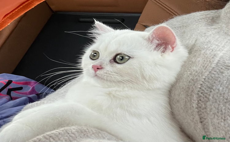 British Shorthair cats - Advert 1