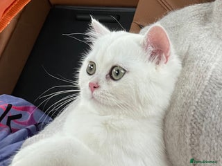 British Shorthair cats - Advert 13