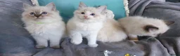 Ragdoll cats for sale: Stunning GCCF Registered Ragdoll Kittens. in Lancaster - Advert 23