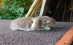 Mini Lop rabbits for sale: Pure bred mini lop baby - Image 9