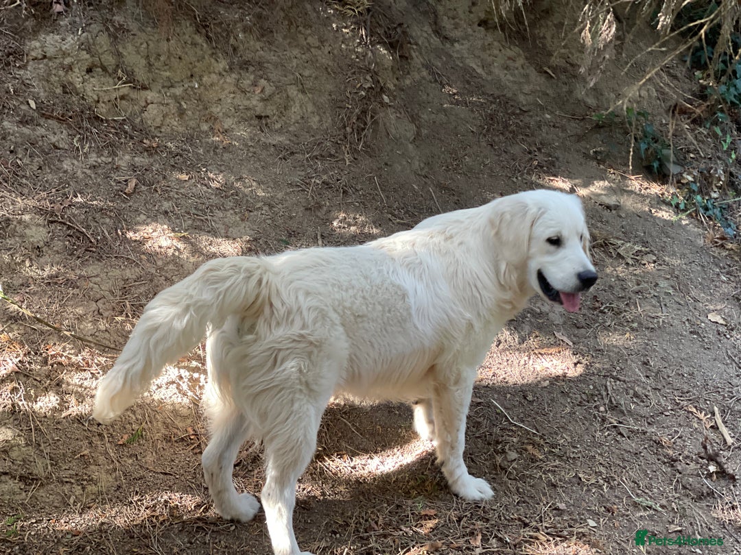 Golden Retriever dogs for sale: Superb KC Golden Retriever show type - Image 6