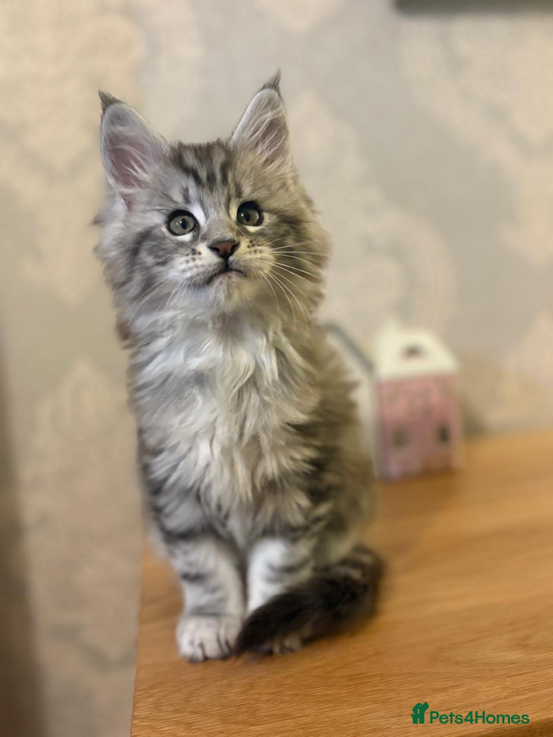 Maine Coon cats for sale: Stunning Maine coon kittens - Image 5