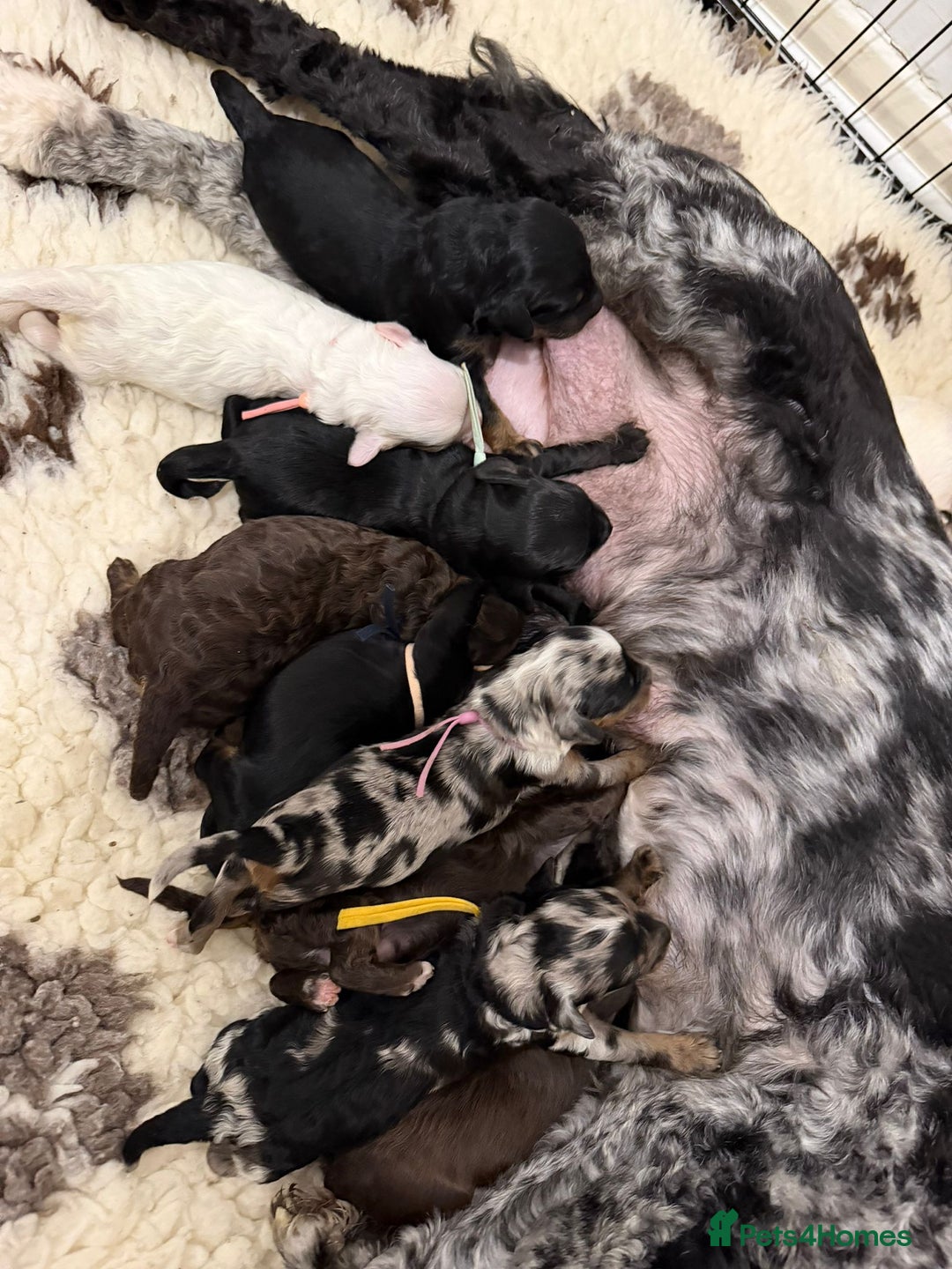 Cavapoo dogs for sale: STUNNING FULLY HEALTH TESTED F1B CAVAPOO  - Advert 30