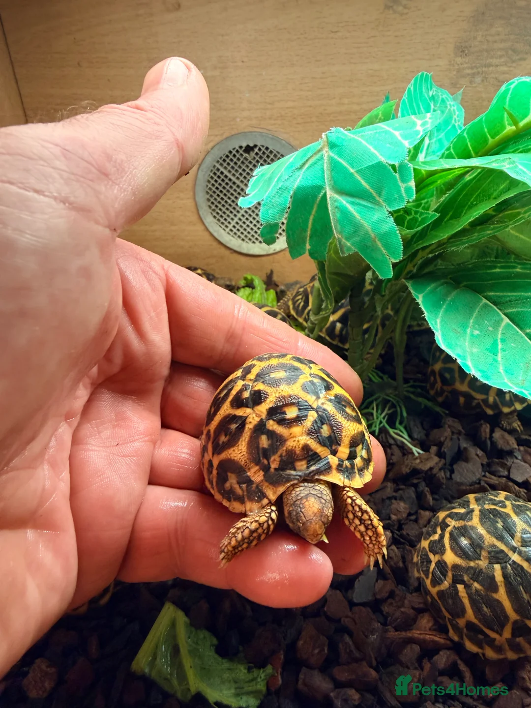Tortoise reptiles for sale: Indian star tortoise  - Advert 2
