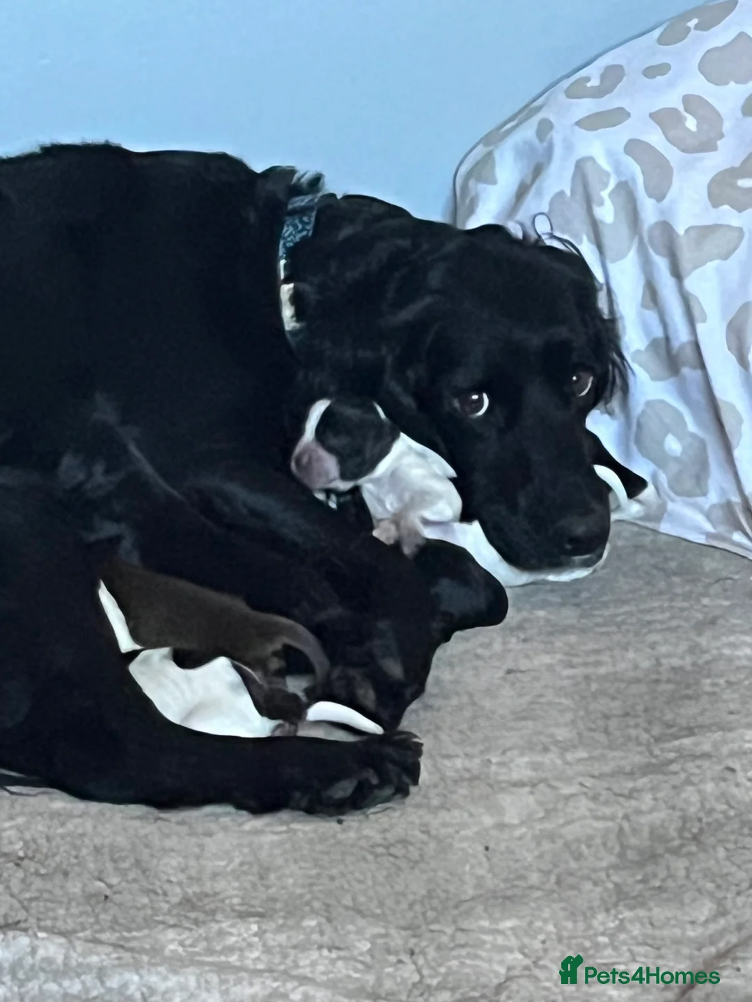 Sprocker dogs for sale: Sprocker spaniel puppies - Advert 7