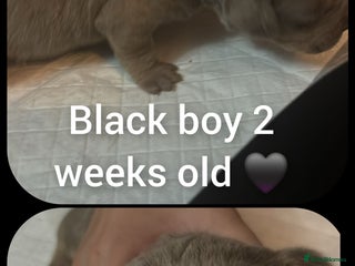 Mixed Breed dogs Staffy cross pups for sale - Advert 2