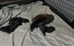 Mixed Breed dogs for sale: Staffrador puppies - Image 3