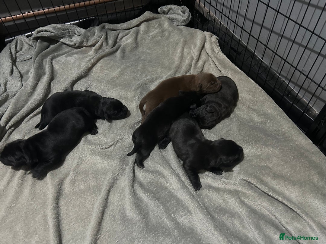 Mixed Breed dogs for sale: Staffrador puppies - Image 3