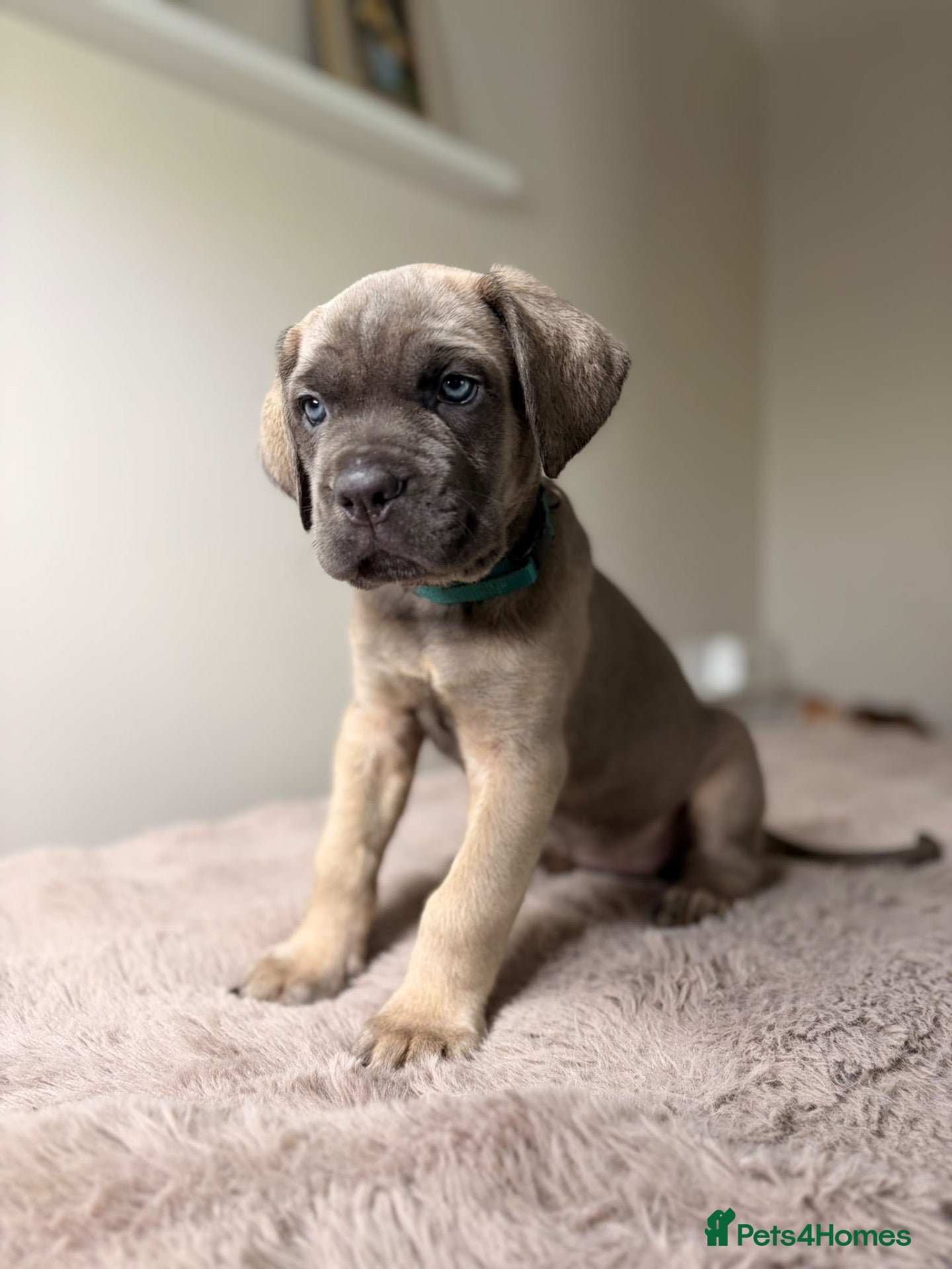 Cane Corso dogs ICCF registered, health tested, formentino pups 🏆 - Advert 3