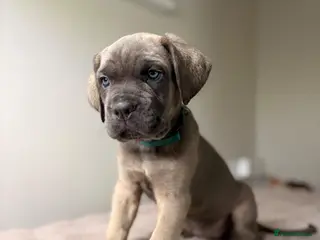 Cane Corso dogs ICCF registered, health tested, formentino pups 🏆 - Advert 3