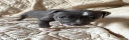 Staffordshire Bull Terrier dogs for sale: 1 Prince  1 princess  left  - Advert 23