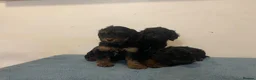 Cockapoo dogs for sale: Beautiful F1 cockapoos - Advert 8