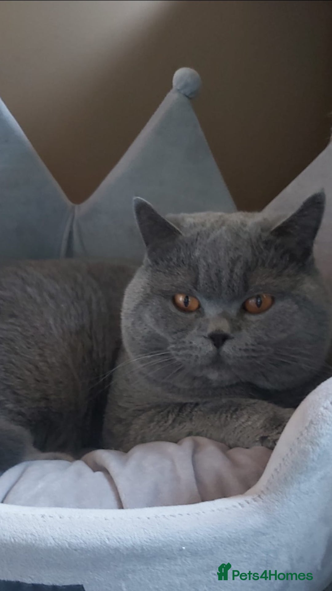 British Shorthair cats for stud: Boy for Stud Active GCCF Status  CHAMPIONSHIP in Wantage - Advert 3