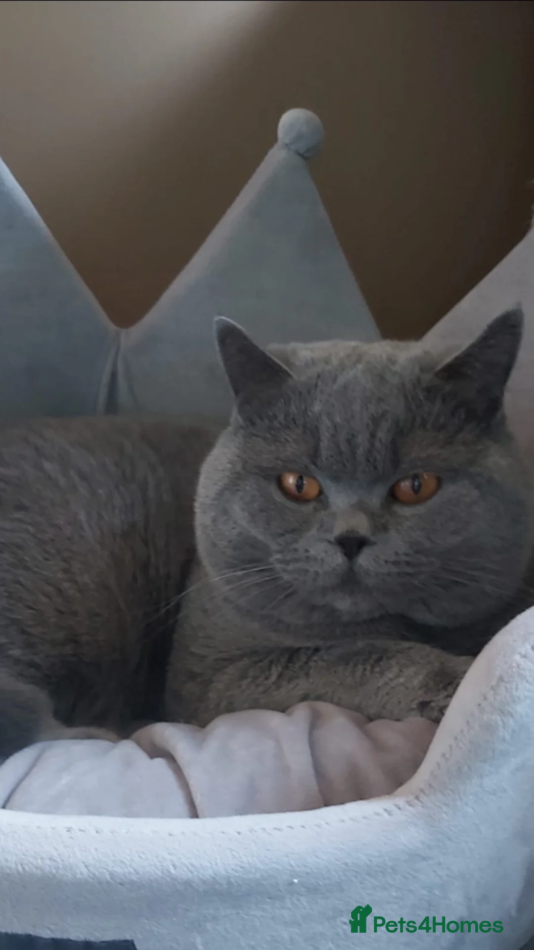 British Shorthair cats for stud: Boy for Stud Active GCCF Status  CHAMPIONSHIP in Wantage - Advert 3