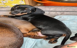 Miniature Dachshund dogs for sale: Excellent bloodlines mini smooth hair dachshunds  - Image 9