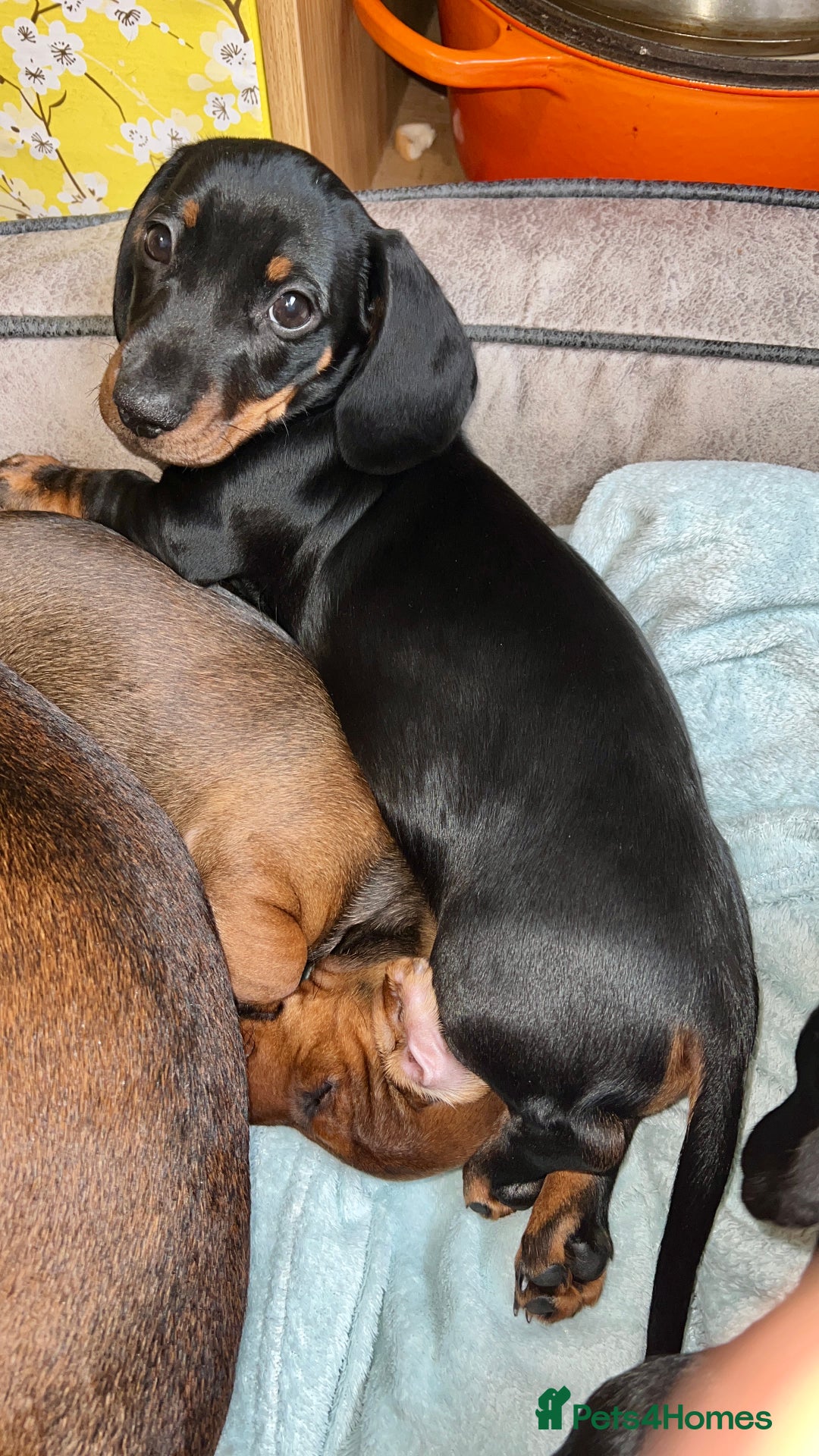 Miniature Dachshund dogs for sale: Excellent bloodlines mini smooth hair dachshunds  - Image 9