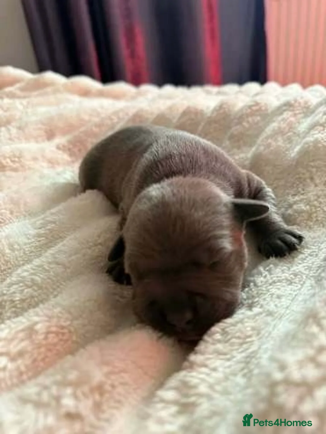 Staffordshire Bull Terrier dogs for sale: Stunning 100% Outstanding Staffy Puppies  - Advert 8
