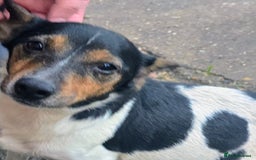 Jack Russell dogs for sale: Jack russel puppies - Advert 2