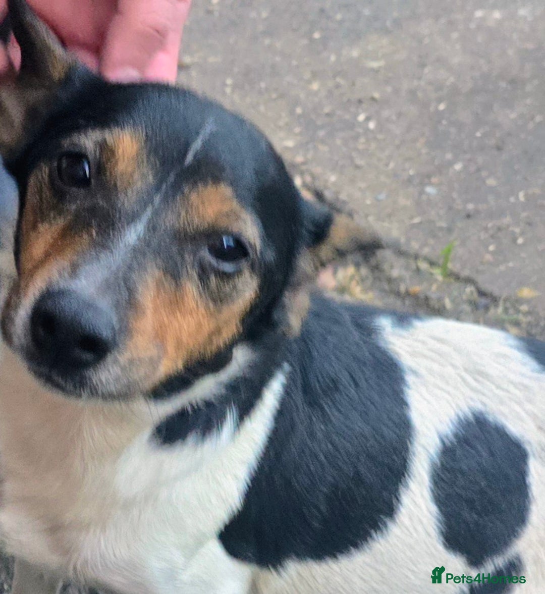 Jack Russell dogs for sale: Jack russel puppies - Advert 2