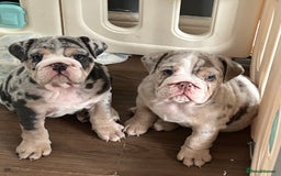 English Bulldog dogs for sale: LAST BOY ENGLISH BULLDOG PUP in South Ockendon - Image 22